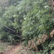 1BF5206F 331A 4F2A BA32 9EDFC06A0F1C